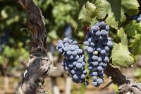 Le ban des vendanges